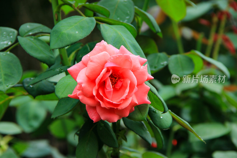 雨后新清的玫瑰花