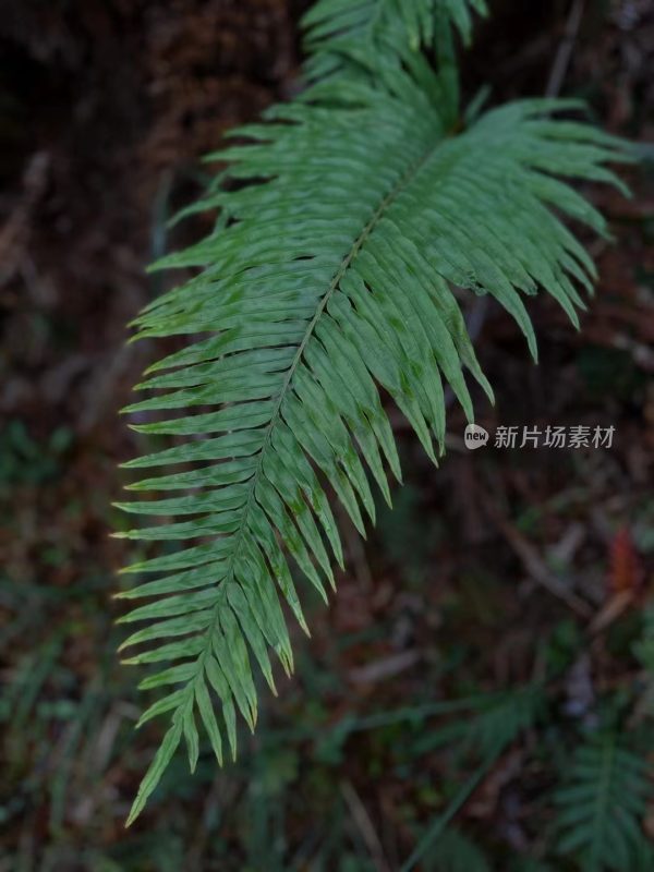 福建泉州德化佛岭村野生蕨