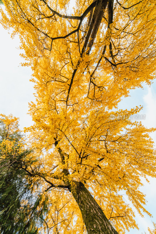 宁波中山公园里的银杏黄叶