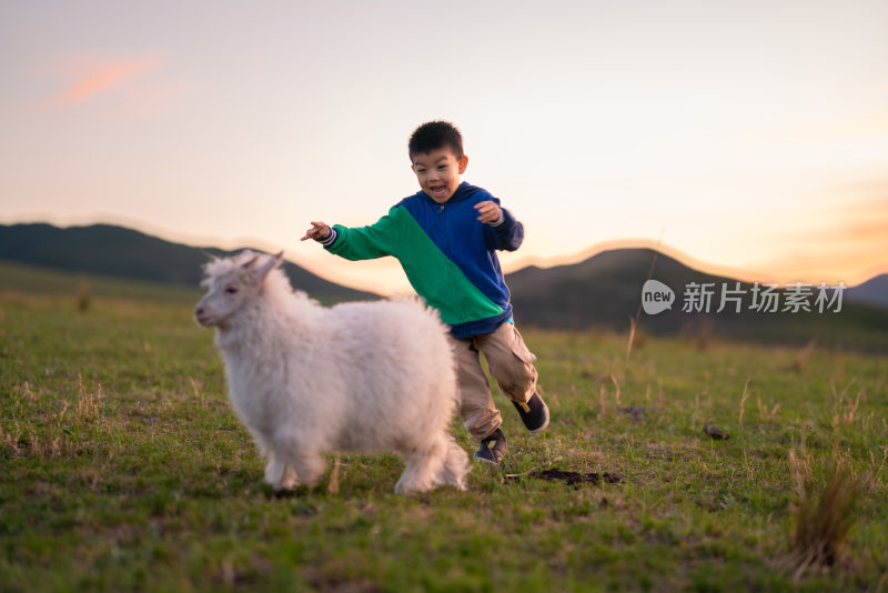 小男孩在草原上跟小羊羔玩耍