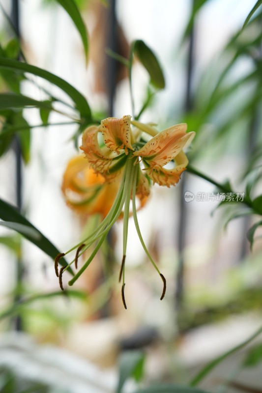 夏季生长盛开的卷丹百合花特写镜头