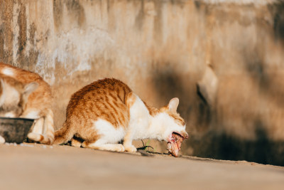 可爱的猫猫