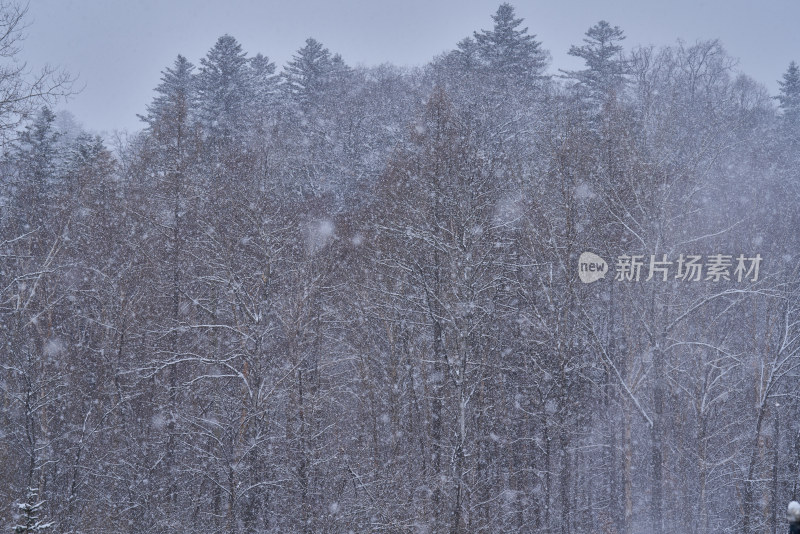 雪中的森林