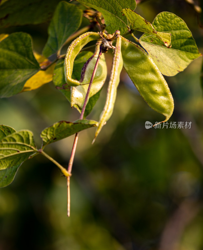 豆荚绿叶特写