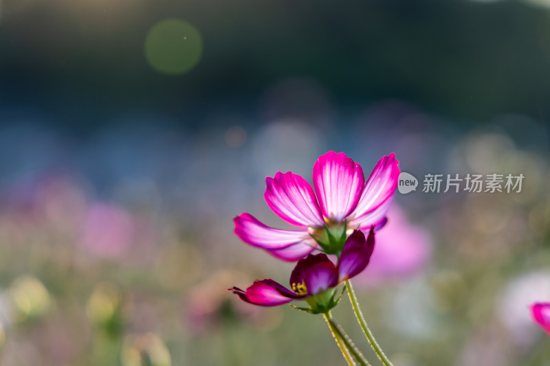 菊花、格桑花