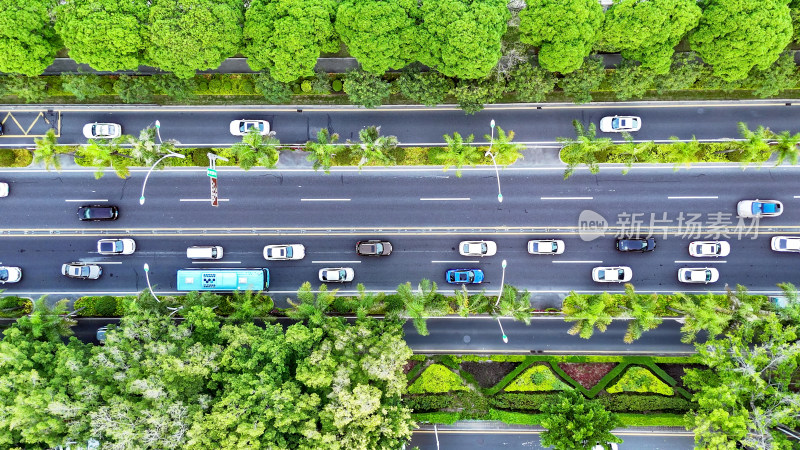 城市大道绿化植物拥堵交通