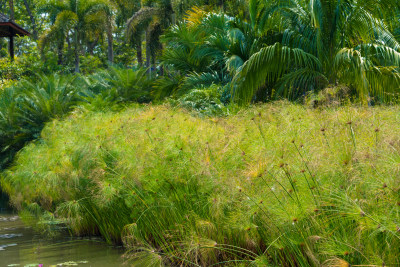 中科植物园里的绿植景观