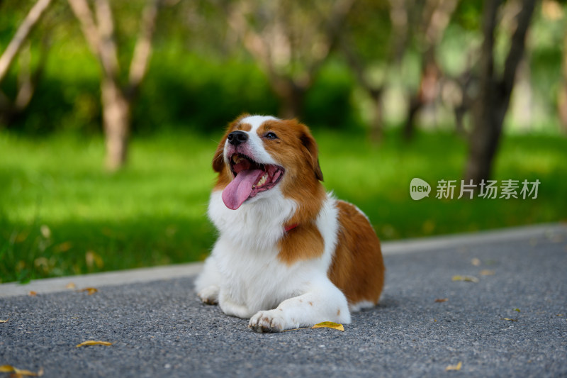 在城市户外公园玩耍的小狗