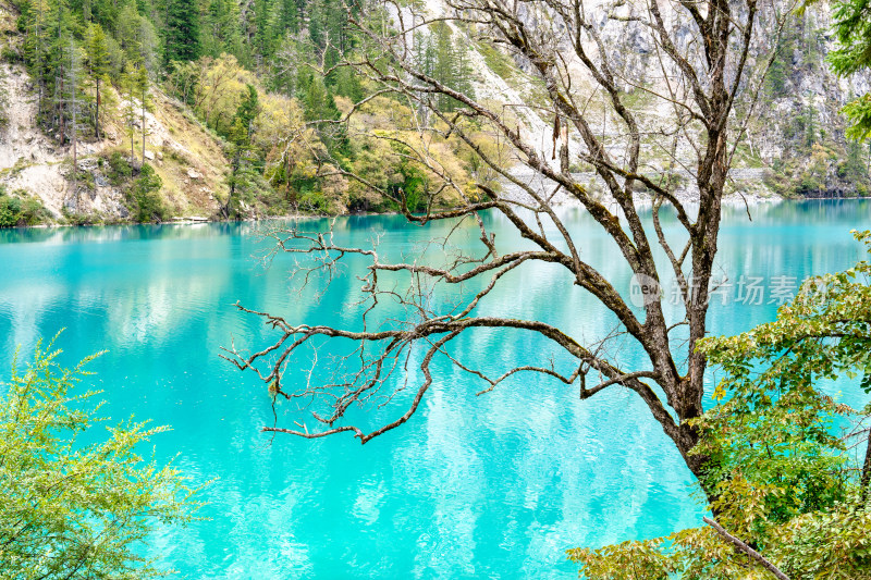 四川阿坝九寨沟秋天的树木和湖泊