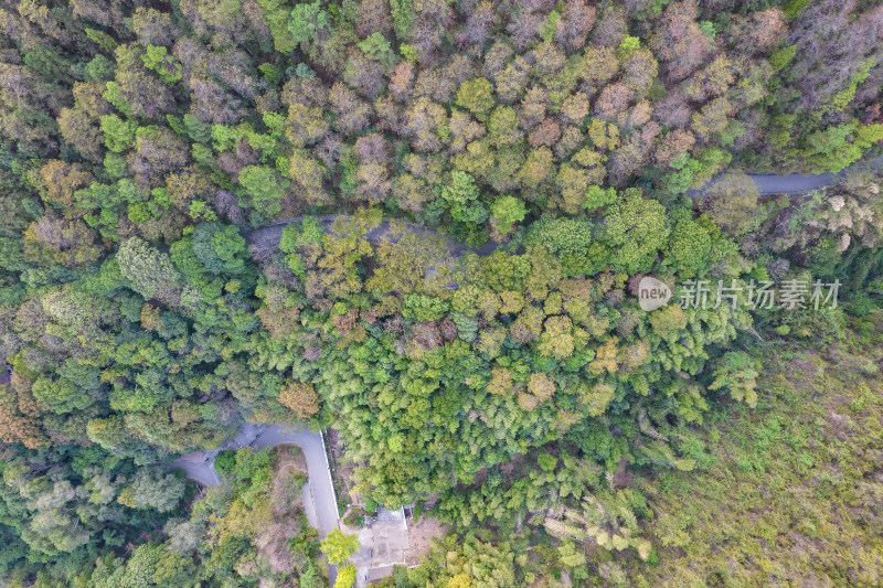 秋天树林森林植物航拍图