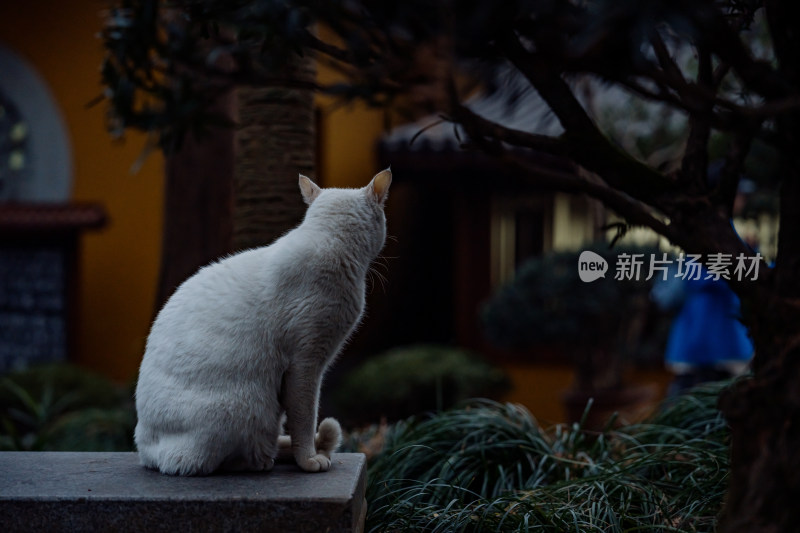 法喜讲寺的猫咪