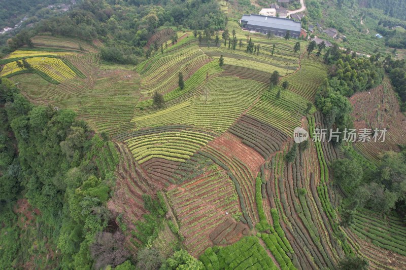 茶山航拍素材