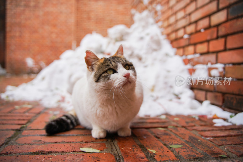 户外猫冬季雪堆地面墙角