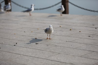 汉中红嘴鸥