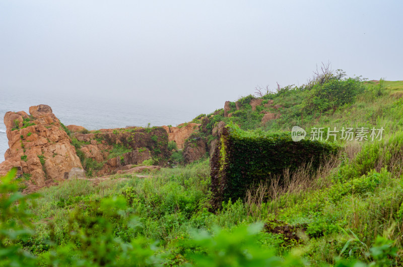 青岛小麦岛海岸上长满野草