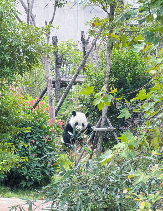 成都大熊猫繁育研究基地的大熊猫