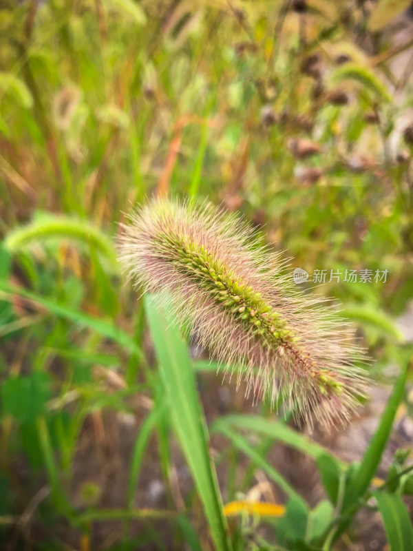 户外狗尾草特写展现自然植物之美