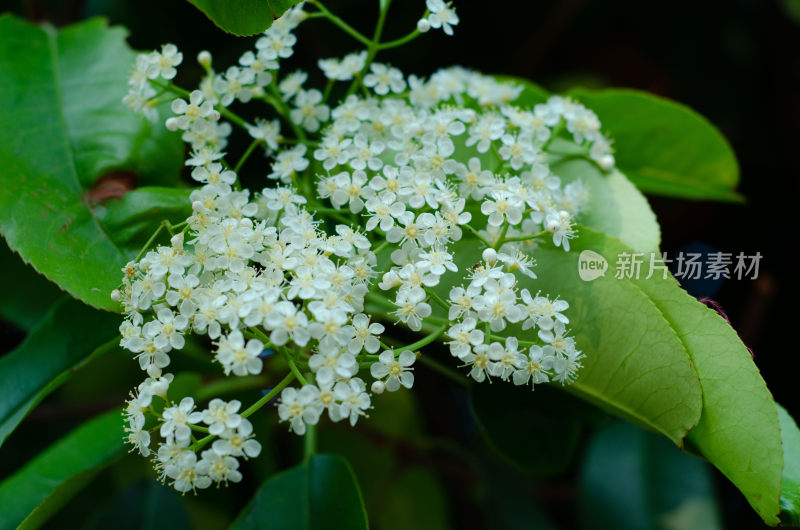 微距特写白色小花与绿叶