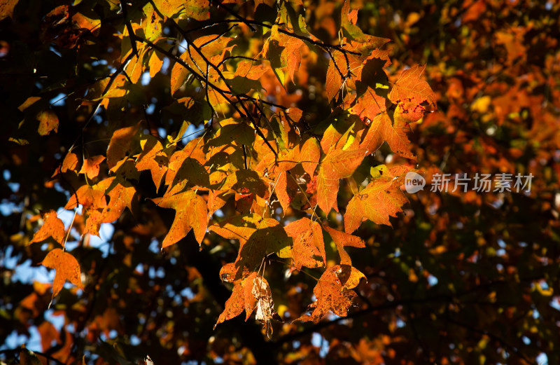 阳光下色彩斑斓的秋叶特写