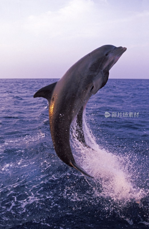 海豚跃出海面瞬间