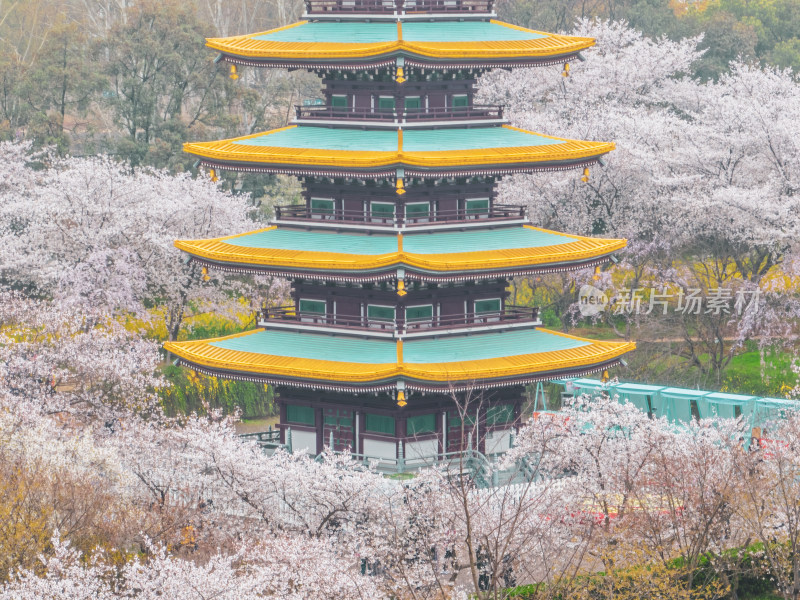 武汉东湖磨山樱花园樱花盛开