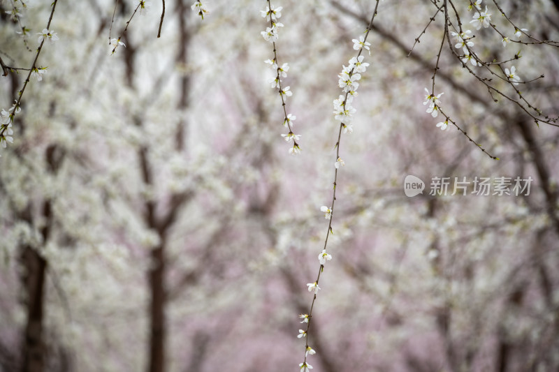 桃树桃花桃树林