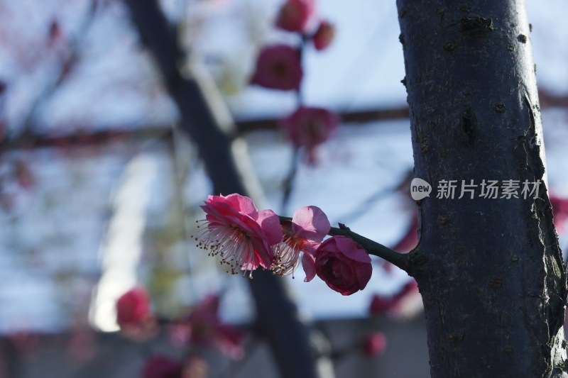 梅花 腊梅 红梅花