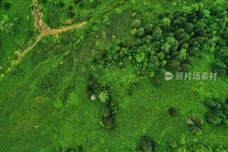 长白山高山花园风光