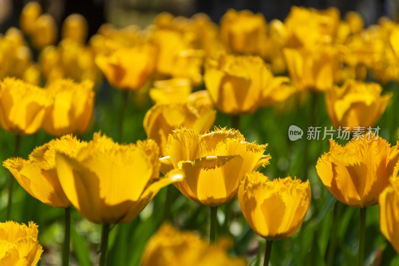 大片郁金香花海景观