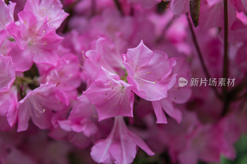 映山红、杜鹃花