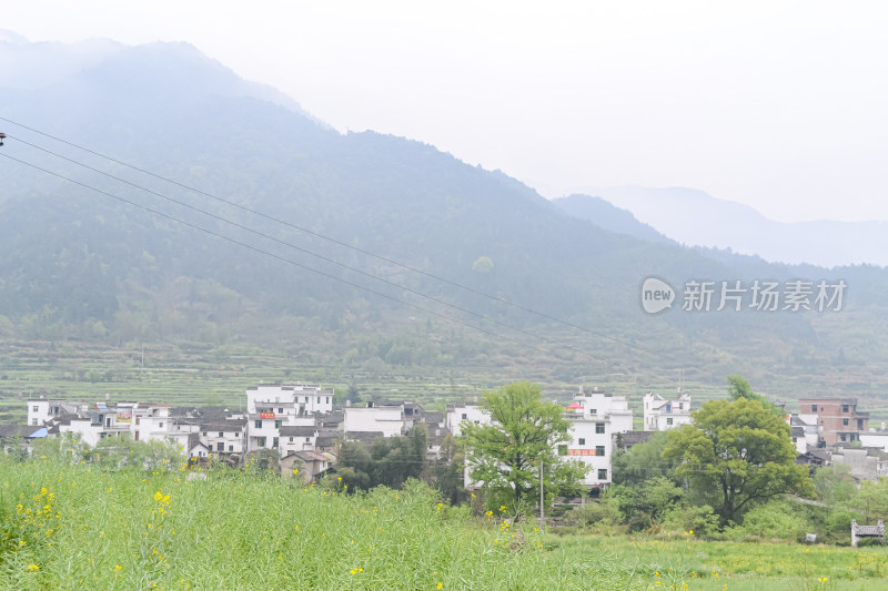 婺源梯田油菜花