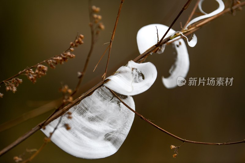重庆酉阳：冻雨.冰花