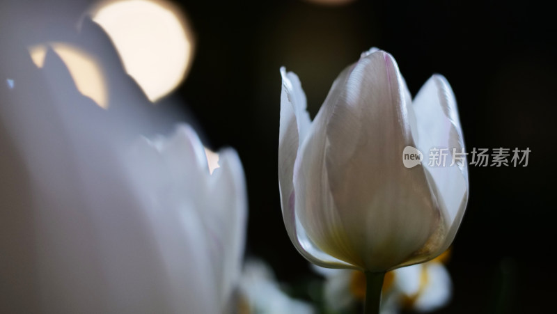 郁金香 花 爱 高贵