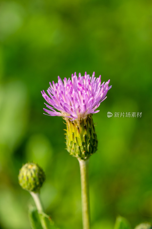 春天野外的小蓟草开花