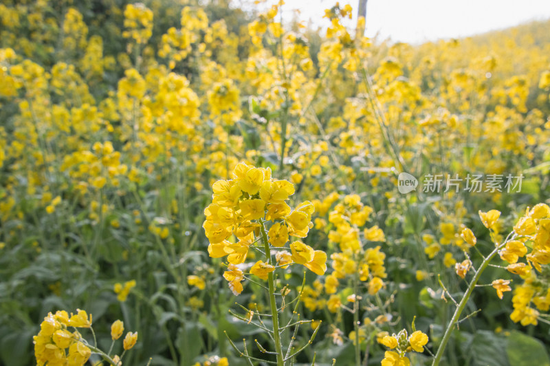 晴朗早晨带着露水油菜花特写