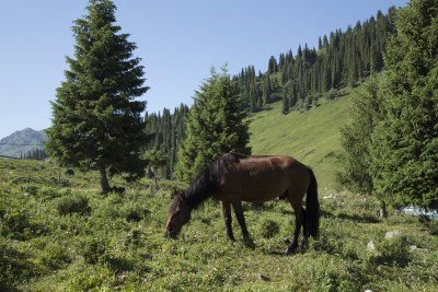 新疆独库公路沿路草原上的马儿