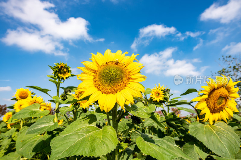 蓝天白云向日葵花开