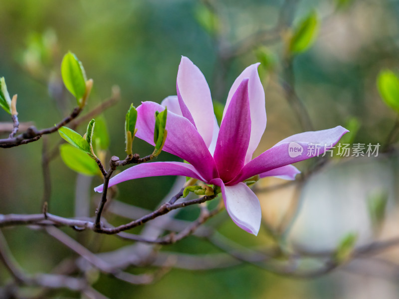 春天里盛开的紫玉兰花