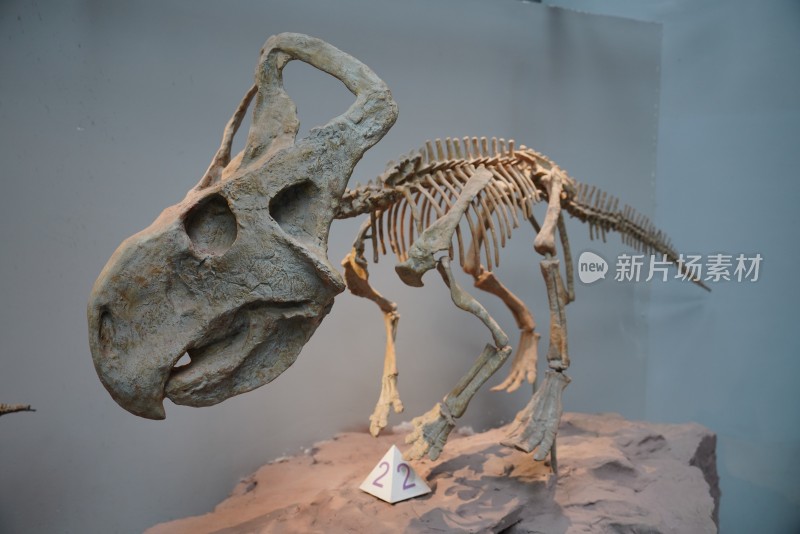 安氏原角龙恐龙化石标本