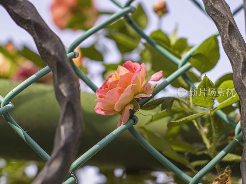 夏季花朵特写