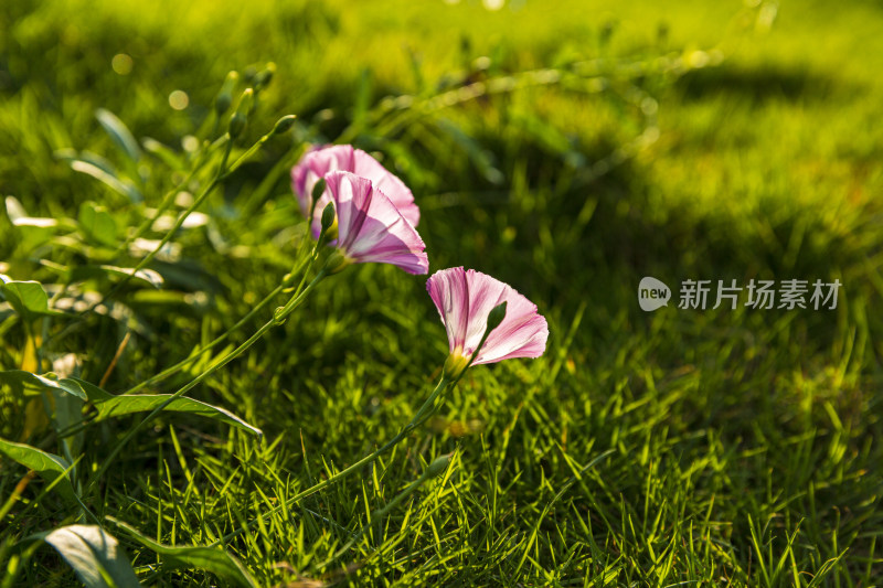 花花草草牵牛花