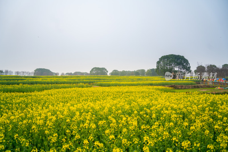 武汉东湖油菜花花海