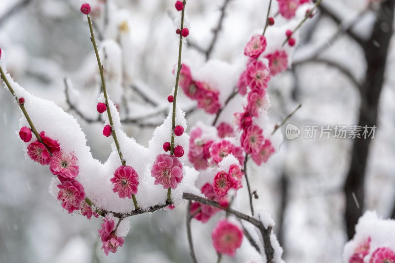 春天公园里雪中盛开的梅花