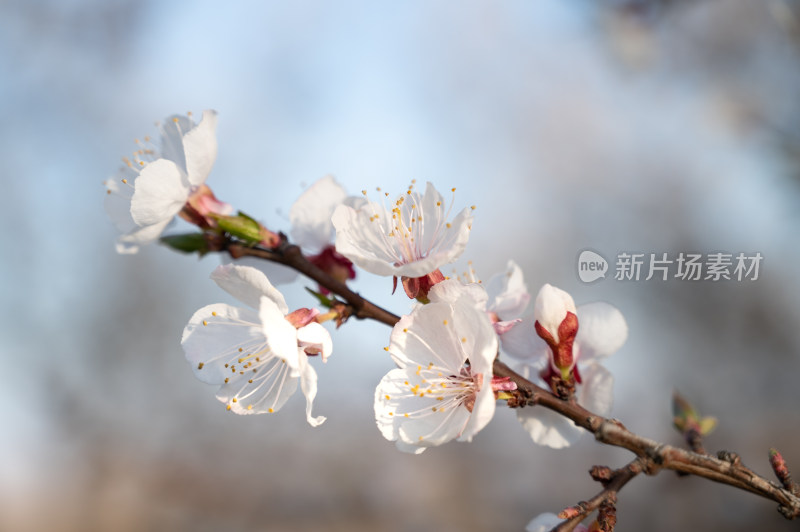 春天盛开的杏花特写