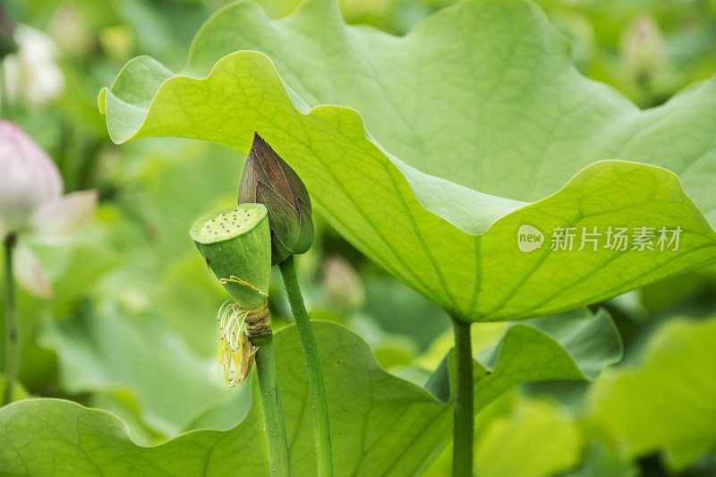 荷花荷叶莲花荷塘睡莲莲蓬