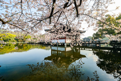 中国杭州西湖曲苑风荷芙蓉水渠樱花开了