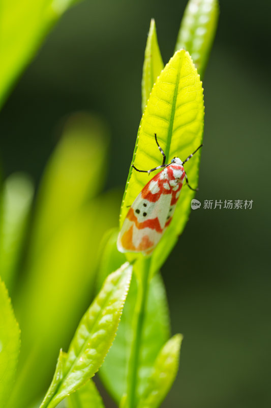 生态茶叶茶树茶园茶文化