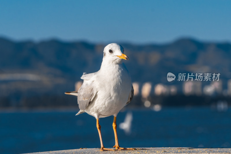 云南昆明滇池的红嘴海鸥