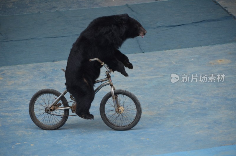 广东东莞：香市动物园黑熊