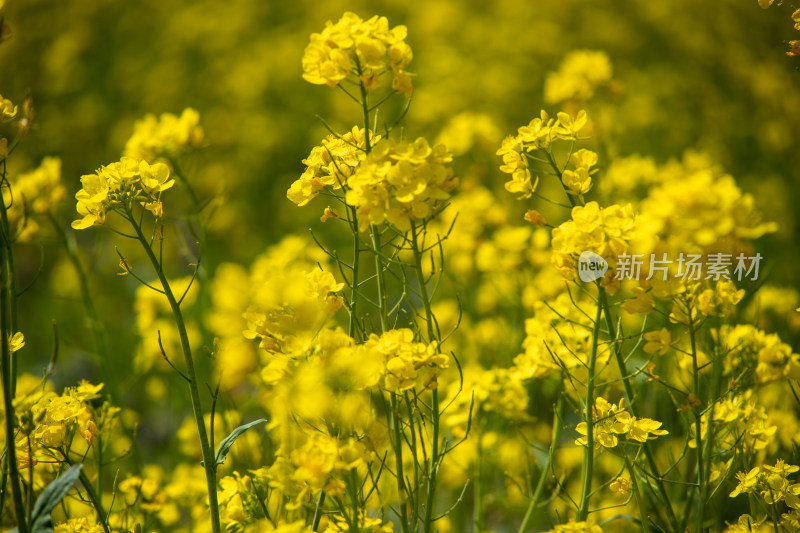 春天野外金灿灿的油菜花田金黄色花海